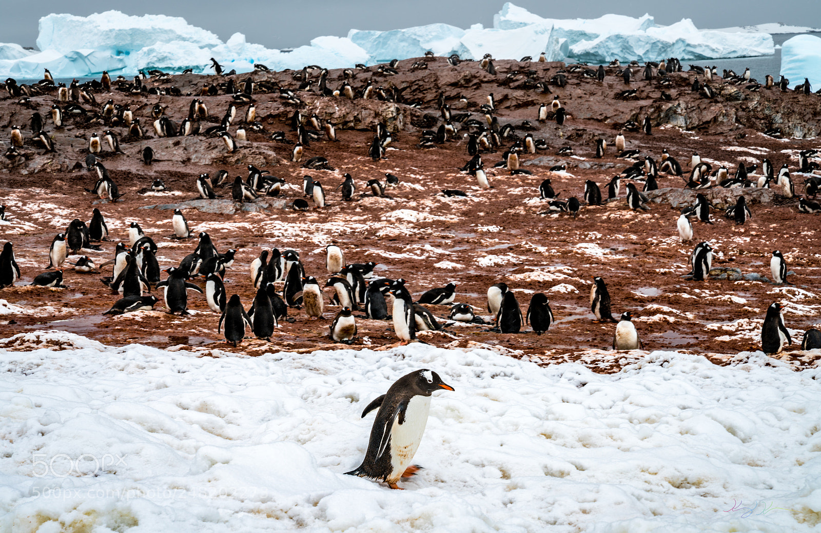 Sony a7R II sample photo. Antarctica expedition photography