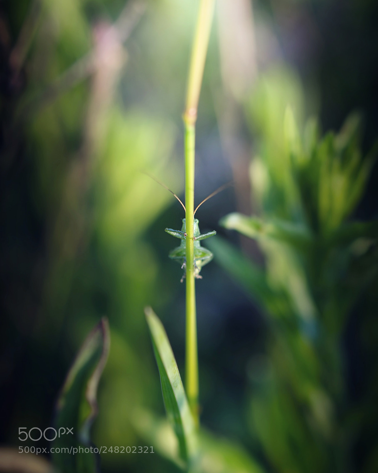 Nikon D5200 sample photo. Hiding photography