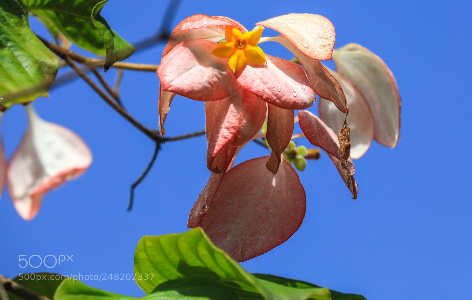 Canon EOS 5DS R sample photo. Grenada 16 photography