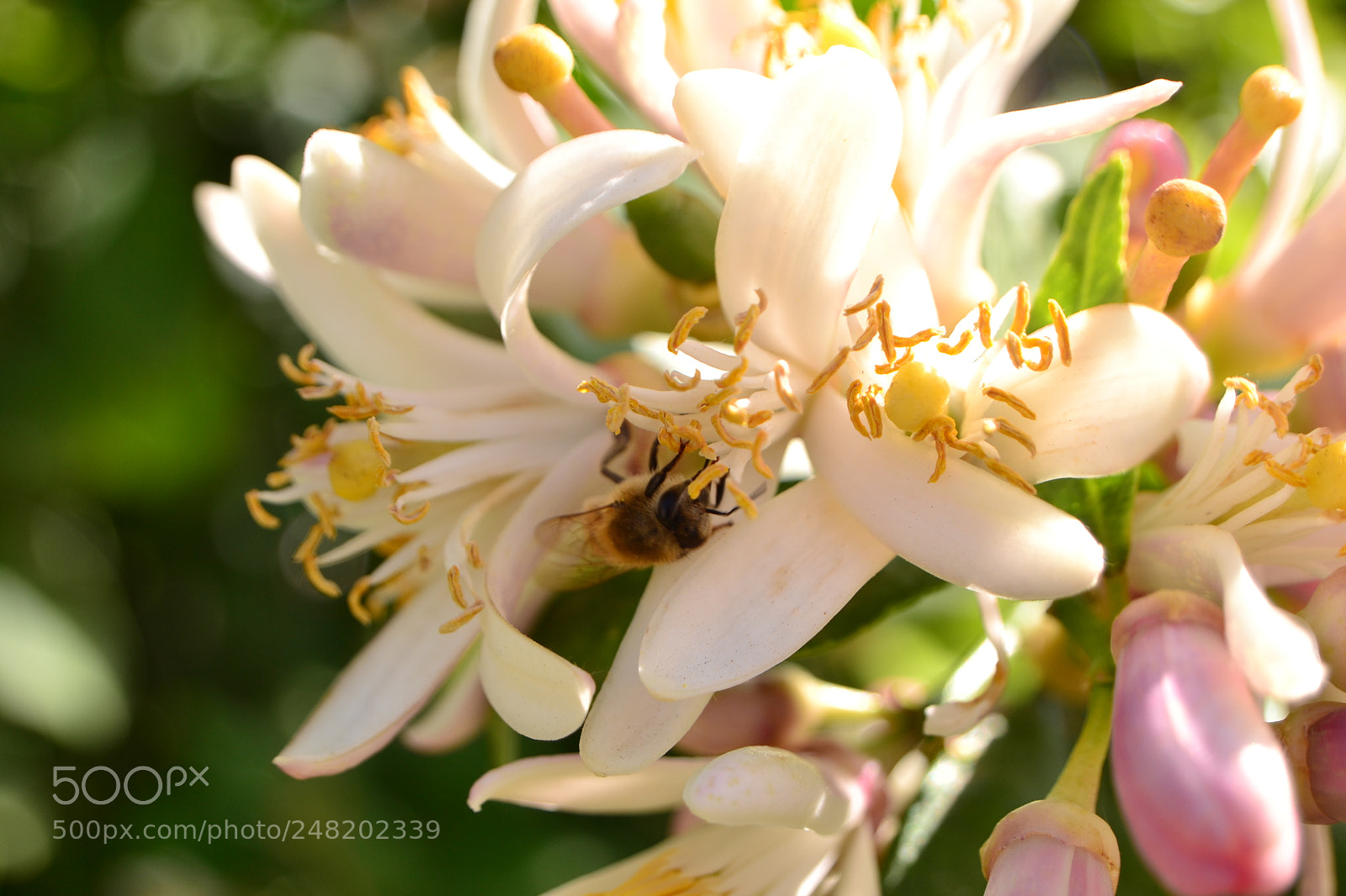 Nikon D3100 sample photo. Bee with lemon flowers photography