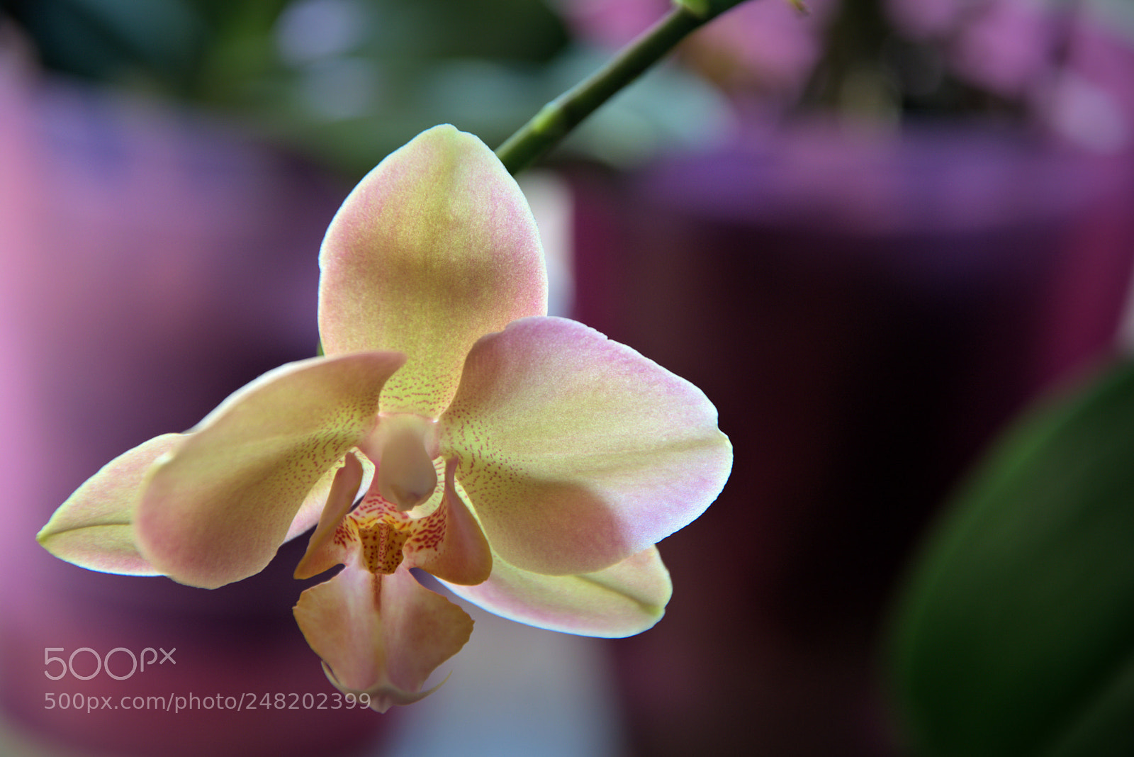 Nikon D5300 sample photo. Orchid photography