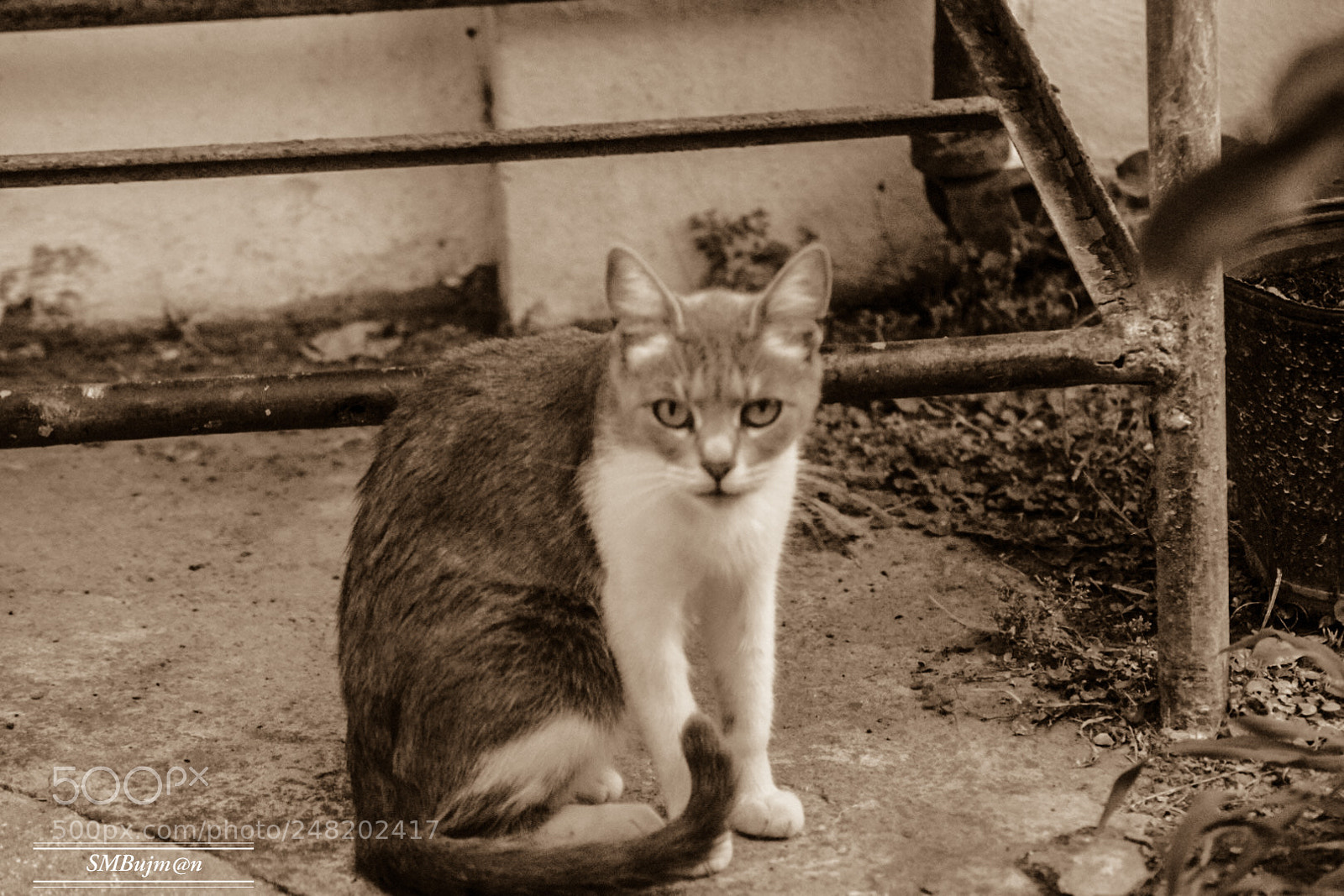 Nikon D5300 sample photo. Busca pleito photography