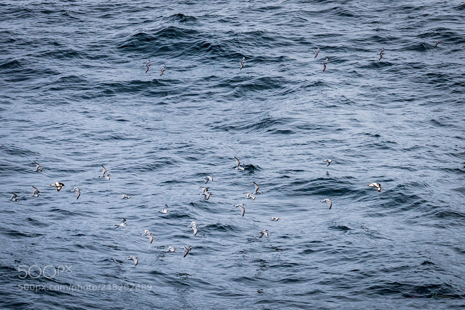 Sony a7R II sample photo. Antarctica expedition photography