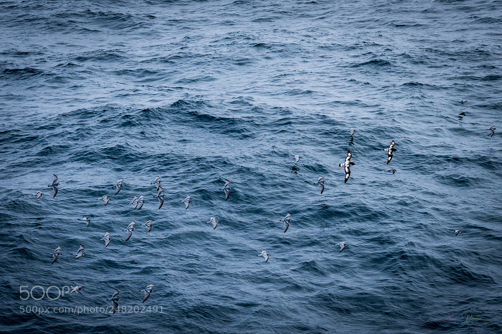 Sony a7R II sample photo. Antarctica expedition photography