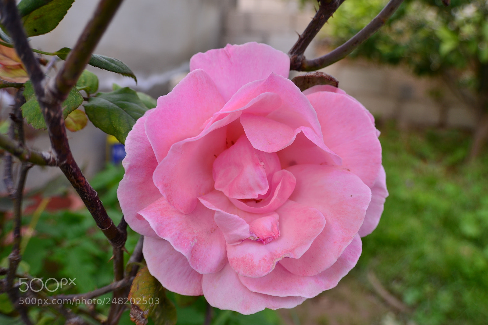 Nikon D3100 sample photo. Pink rose photography