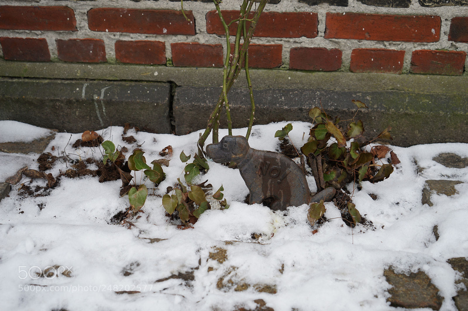 Sony a7 II sample photo. Dsc photography