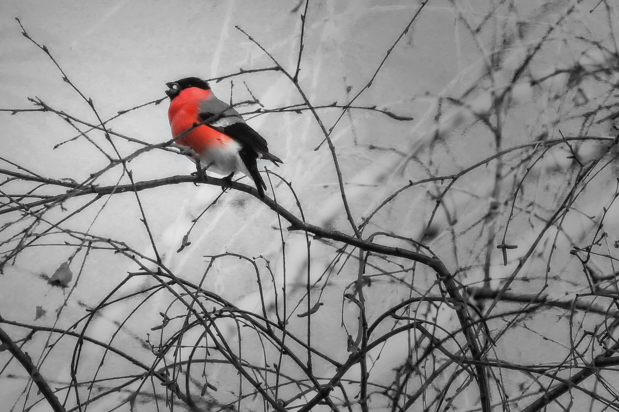Canon EOS sample photo. Herald of spring photography