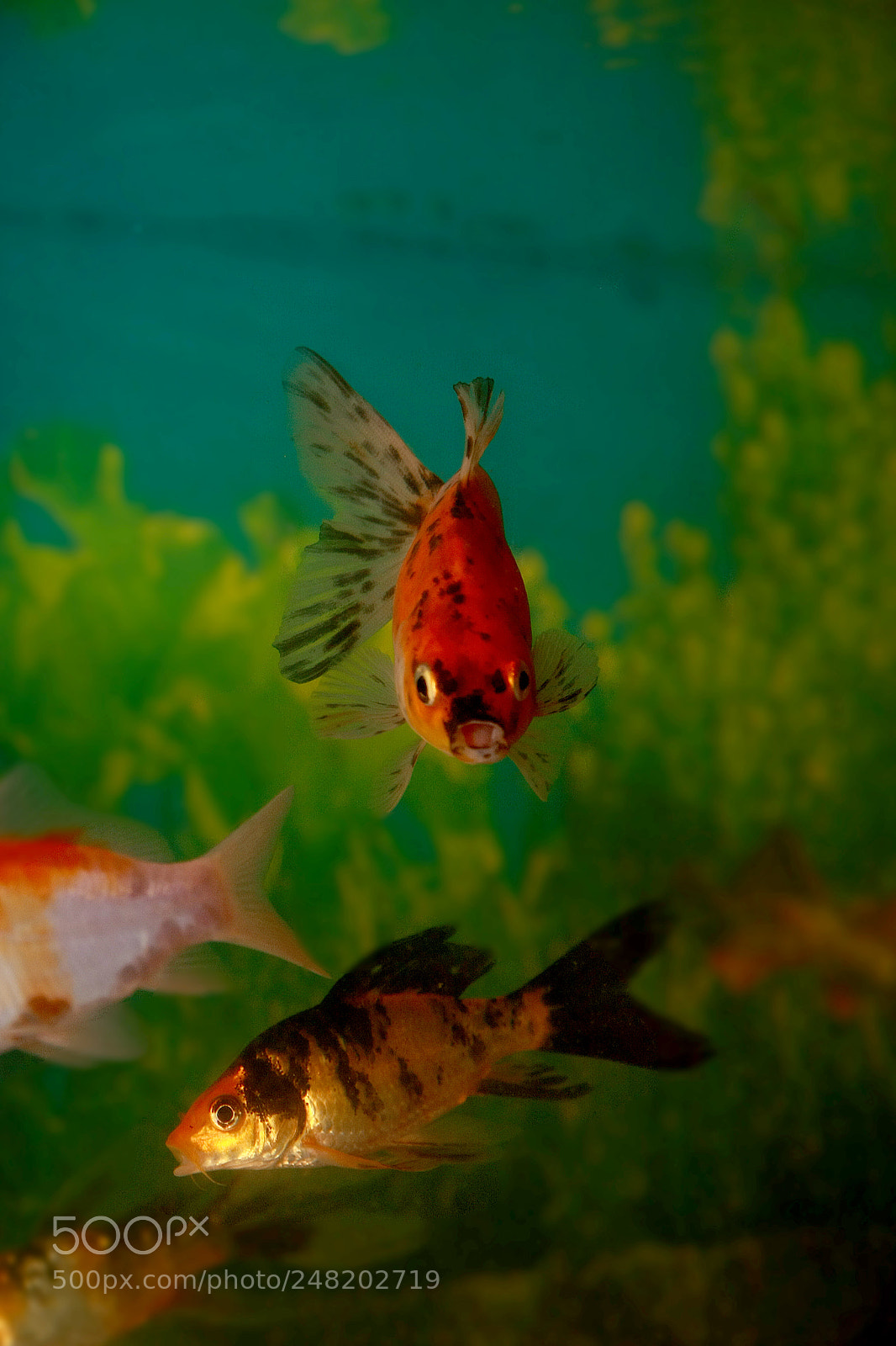 Canon EOS 40D sample photo. Gold fish photography