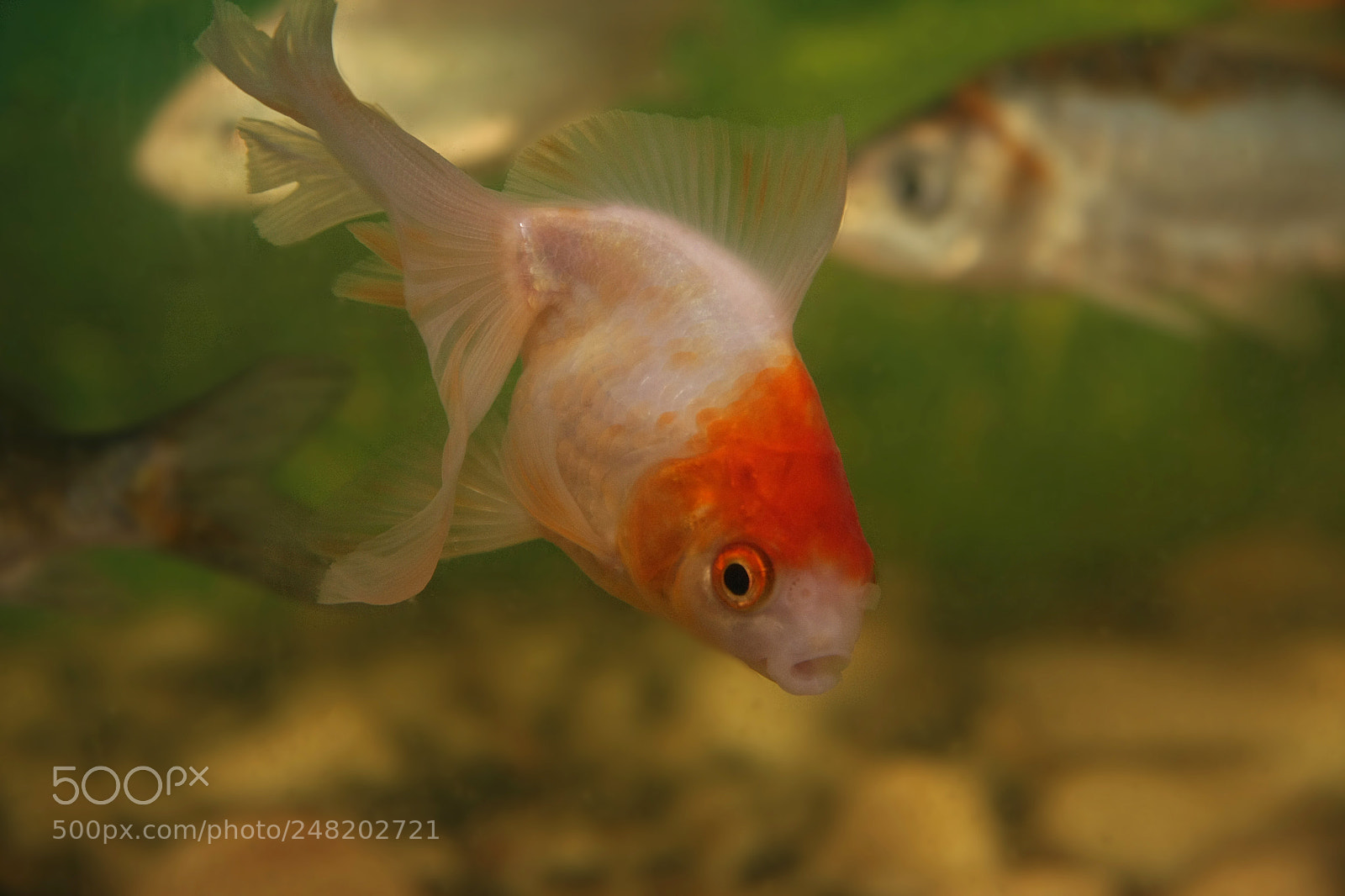 Canon EOS 40D sample photo. Gold fish photography