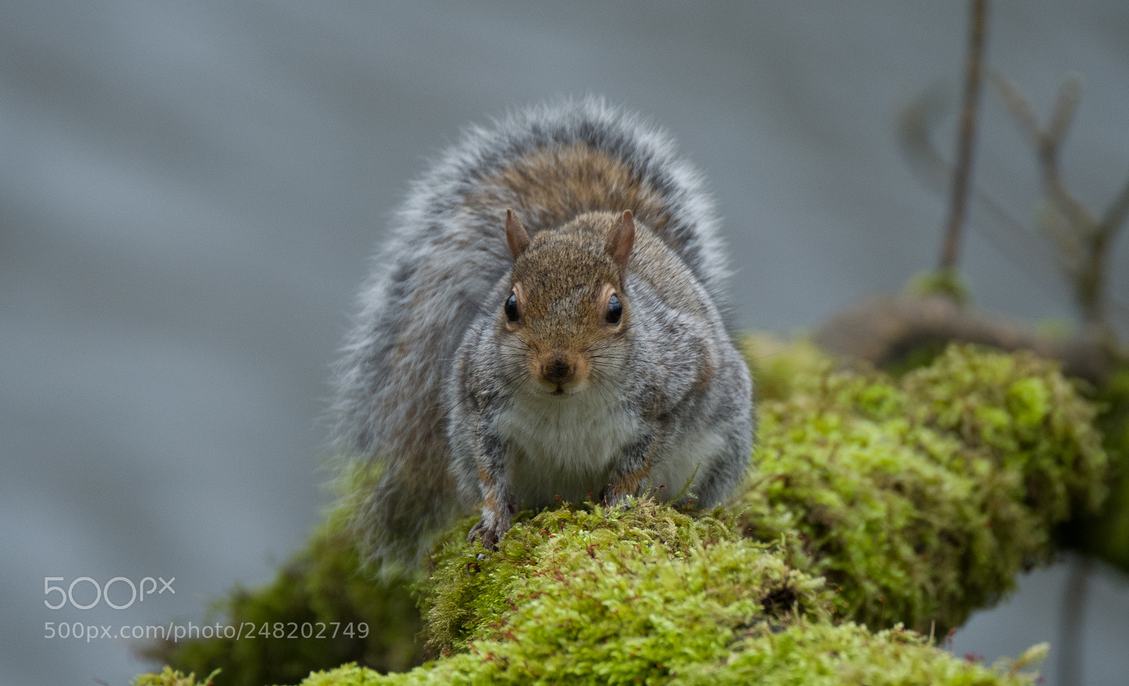 Fujifilm X-T2 sample photo. Squirrel photography