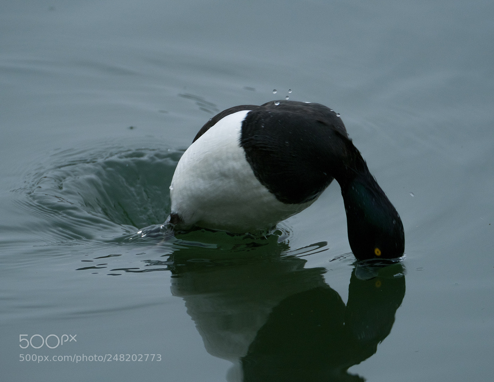 Fujifilm X-T2 sample photo. Tufted duck dive dive photography