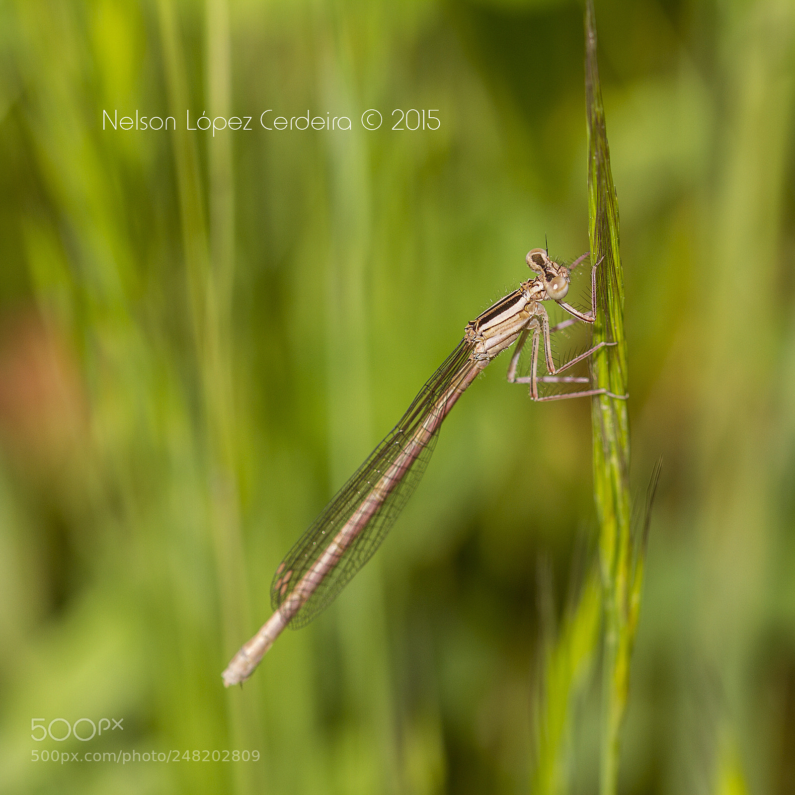 Canon EOS 7D sample photo. Macro 150 photography