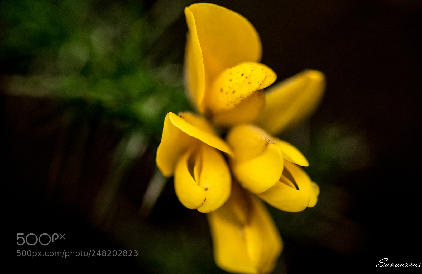 Nikon D5500 sample photo. *** photography