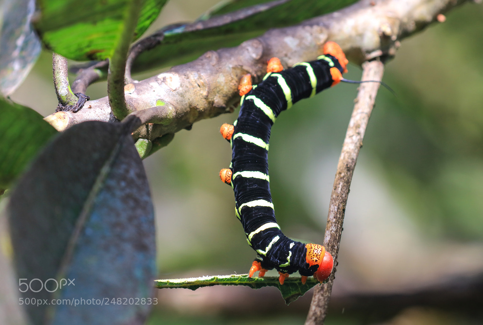 Canon EOS 5DS R sample photo. Grenada 18 photography