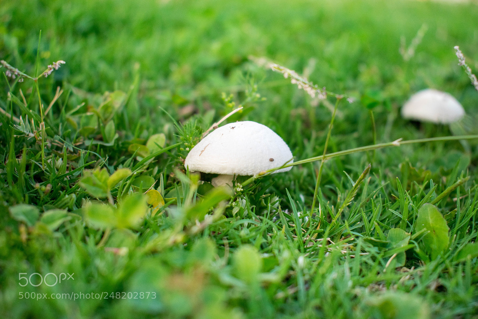 Nikon D5300 sample photo. Mushroom photography