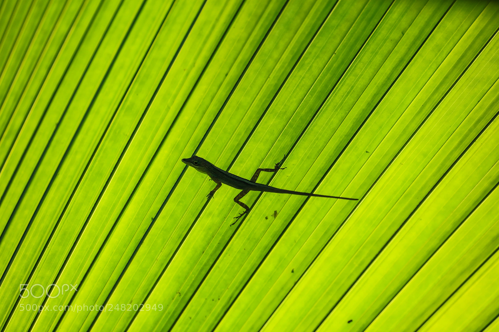 Canon EOS 5DS R sample photo. Grenada 20 photography