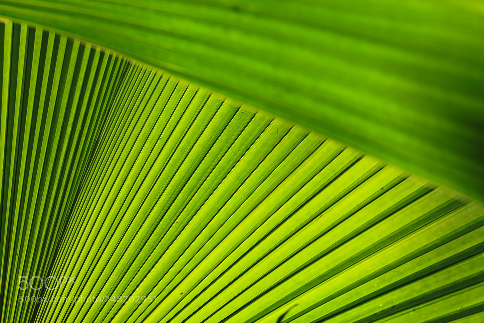 Canon EOS 5DS R sample photo. Grenada 19 photography