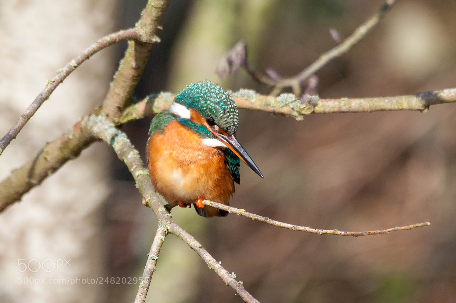 Nikon D90 sample photo. Ijsvogel photography