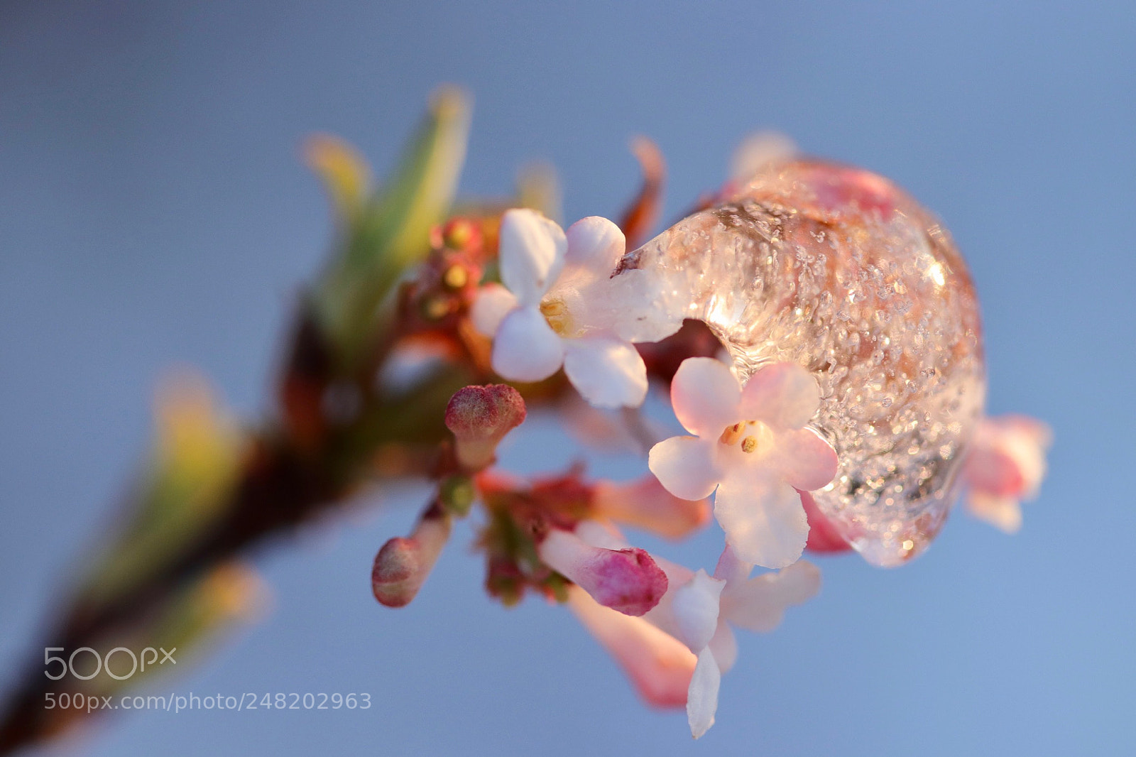 Canon EOS 77D (EOS 9000D / EOS 770D) sample photo. Frozen blossom photography