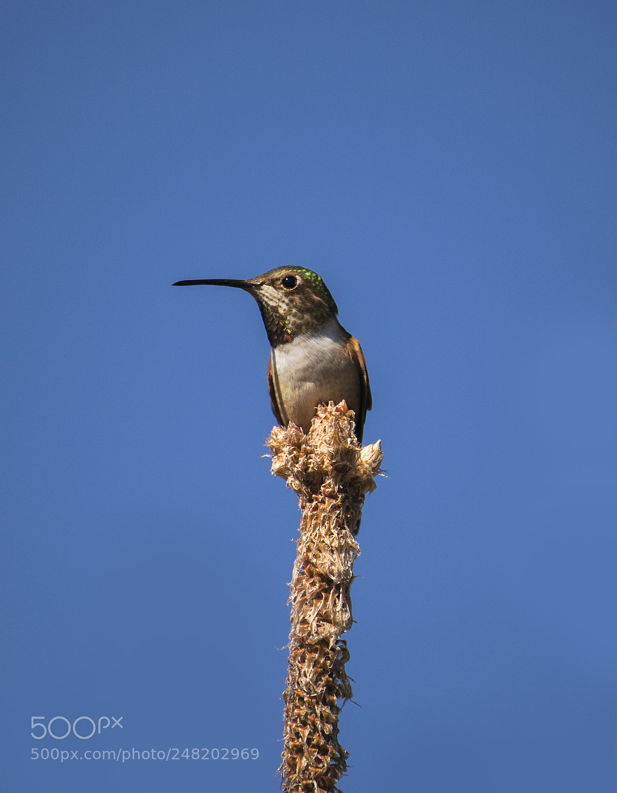 Canon EOS 750D (EOS Rebel T6i / EOS Kiss X8i) sample photo. Hummingbird sitting photography
