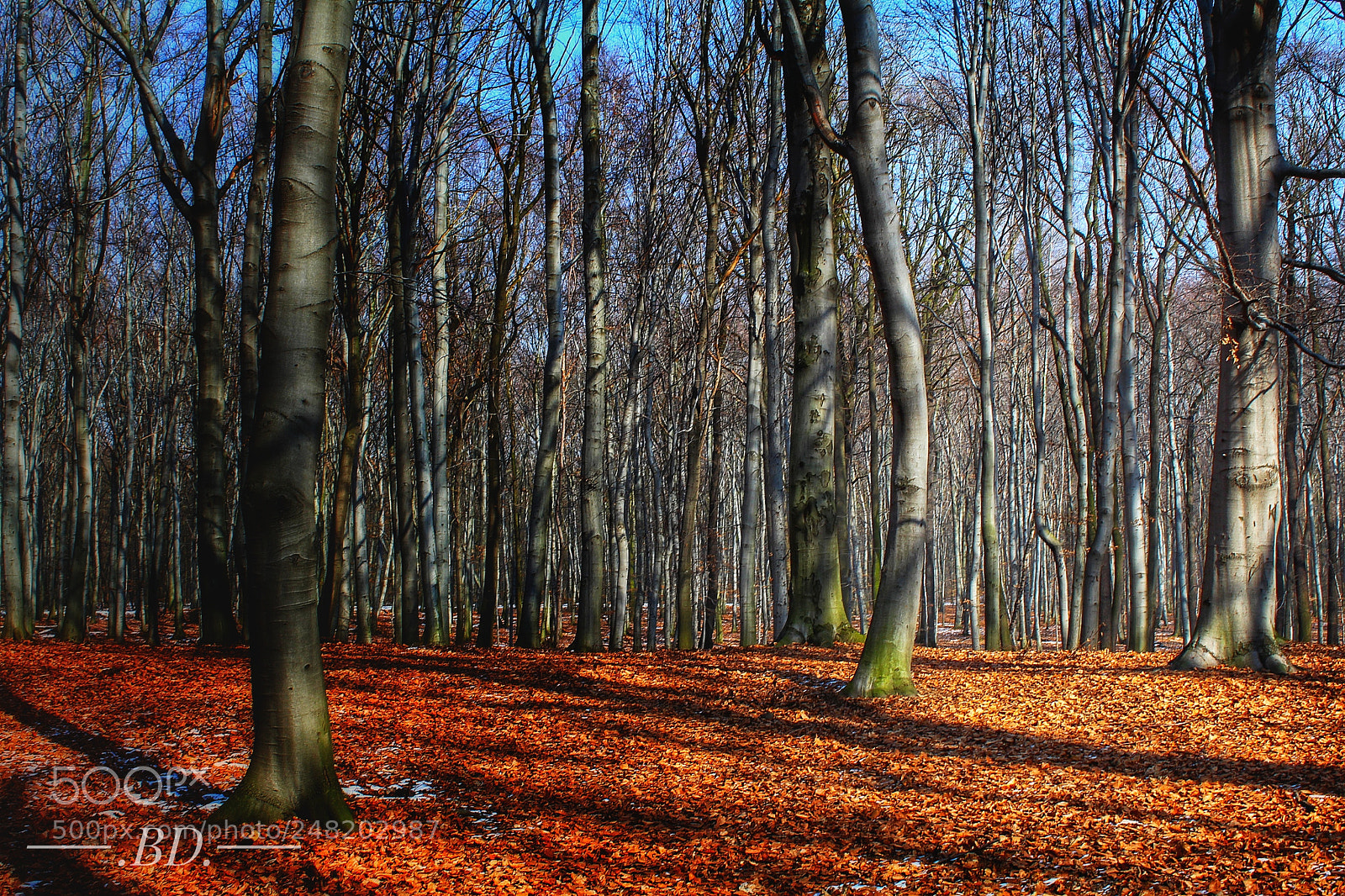 Canon EOS 1200D (EOS Rebel T5 / EOS Kiss X70 / EOS Hi) sample photo. Forest in color photography