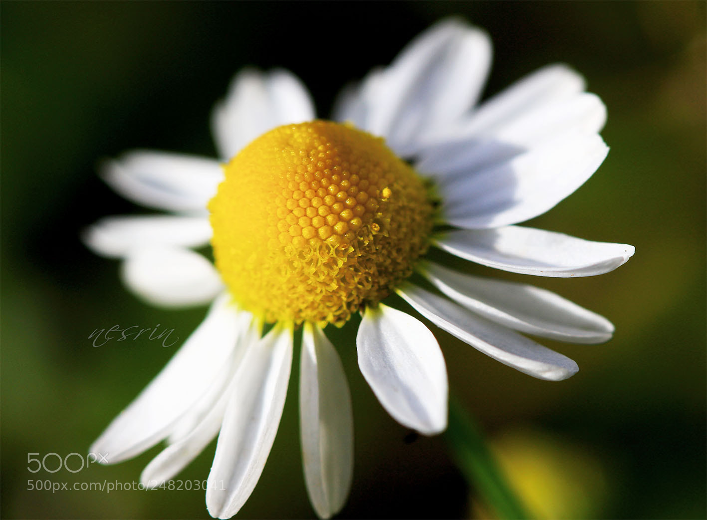 Canon EOS 700D (EOS Rebel T5i / EOS Kiss X7i) sample photo. Untitled photography