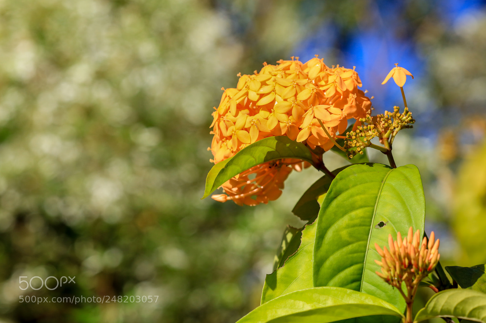 Canon EOS 5DS R sample photo. Grenada 21 photography