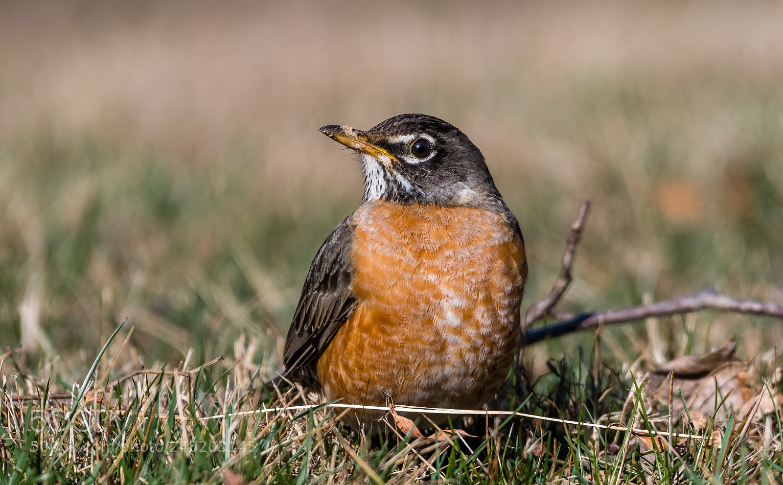 Nikon D500 sample photo. American robin photography