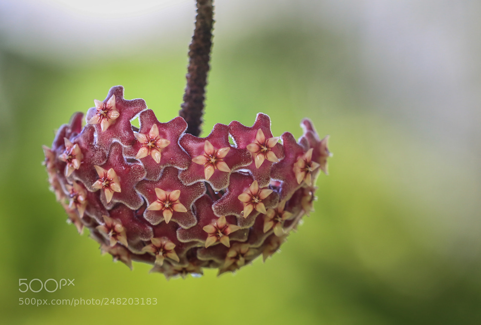 Canon EOS 5DS R sample photo. Grenada 23 photography