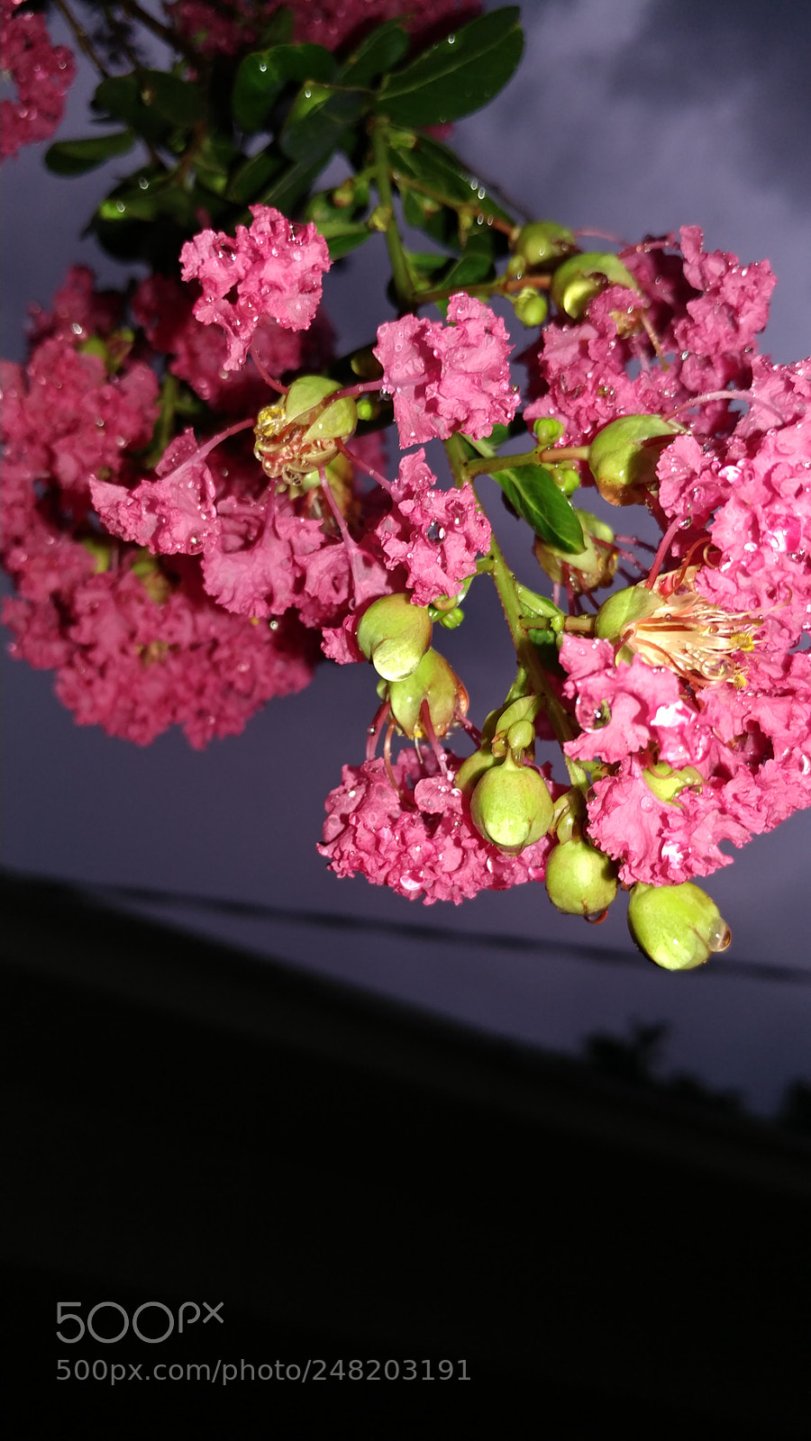 LG V20 sample photo. Untitled photography