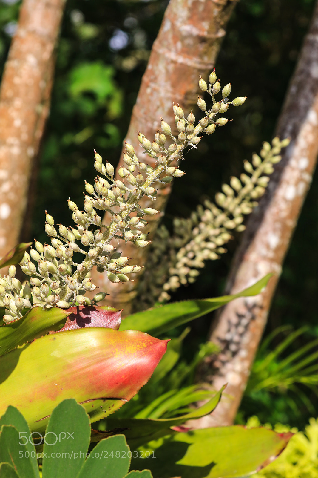 Canon EOS 5DS R sample photo. Grenada 24 photography