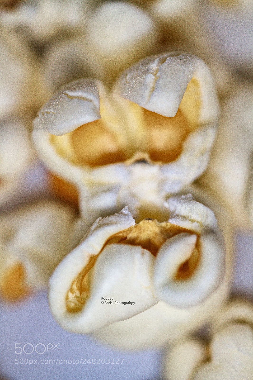 Canon EF-S 35mm F2.8 Macro IS STM sample photo. Popped photography