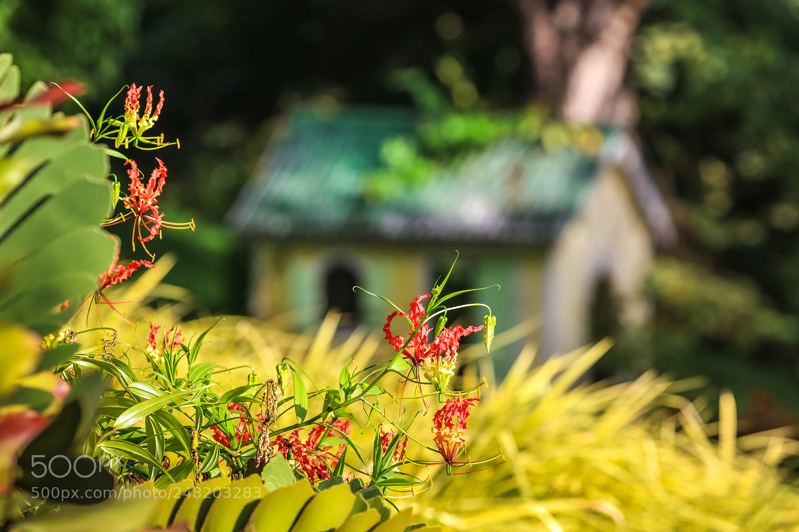 Canon EOS 5DS R sample photo. Grenada 25 photography