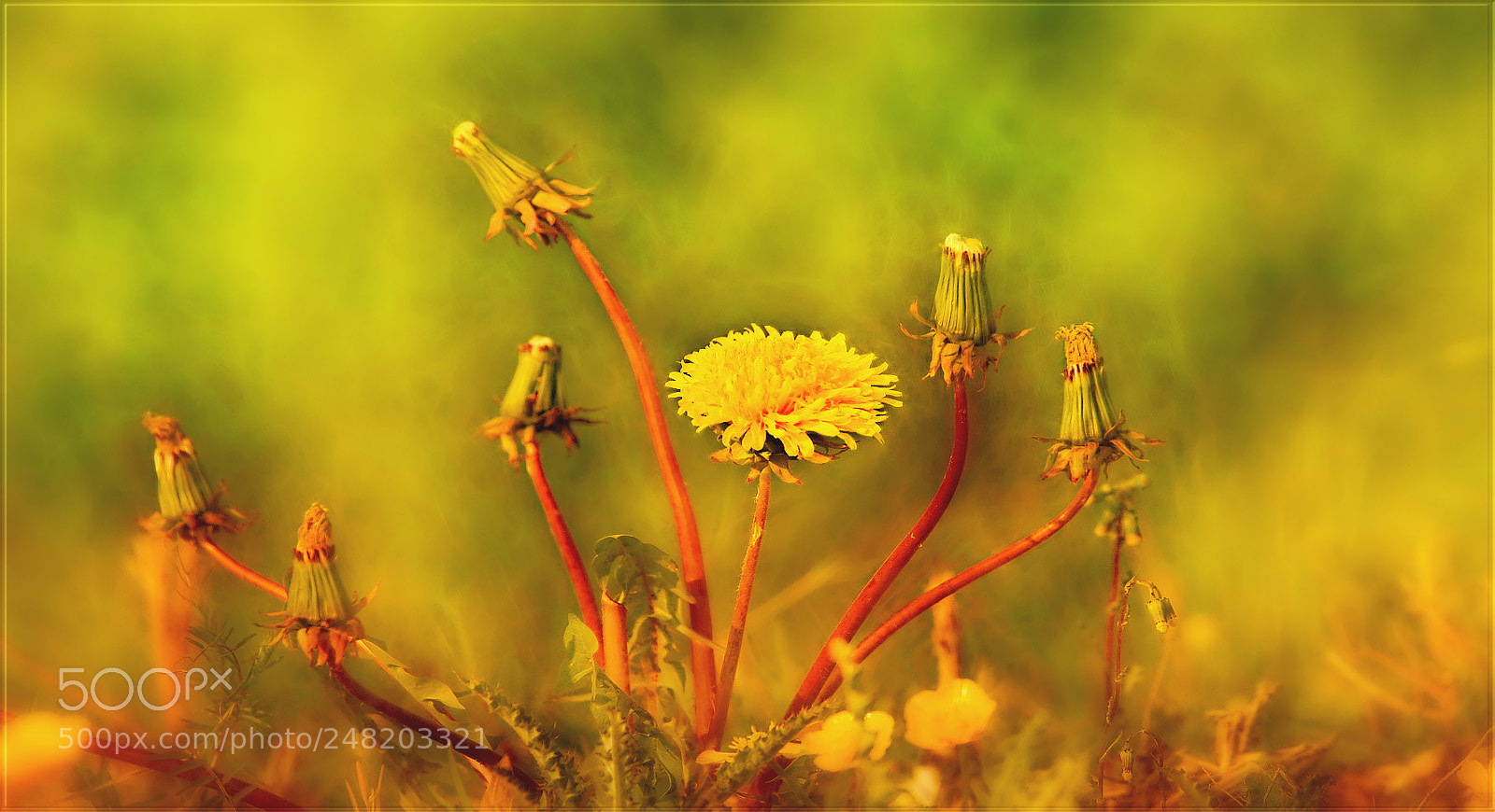 Canon EOS-1D Mark III sample photo. Goldene tage ... photography