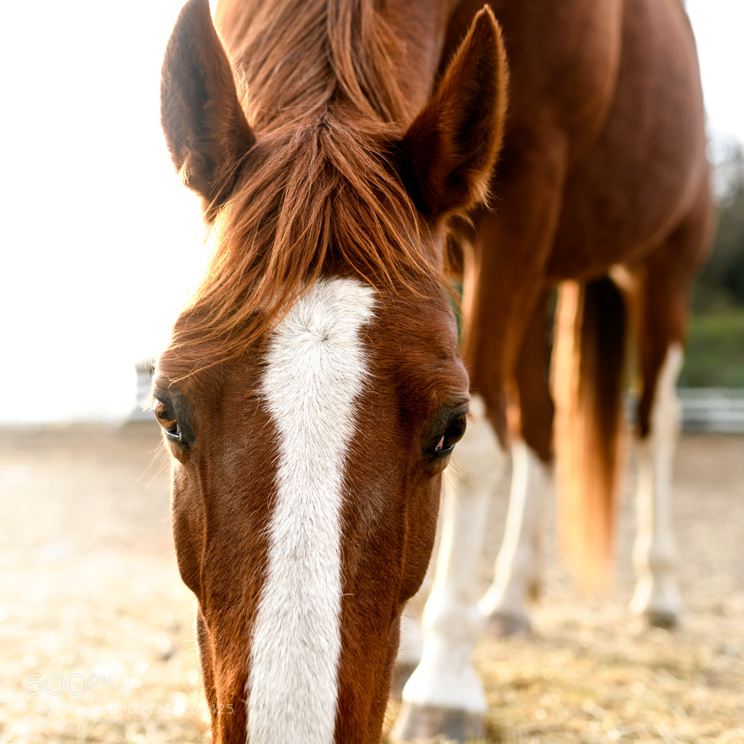 Nikon D850 sample photo. Horse photography