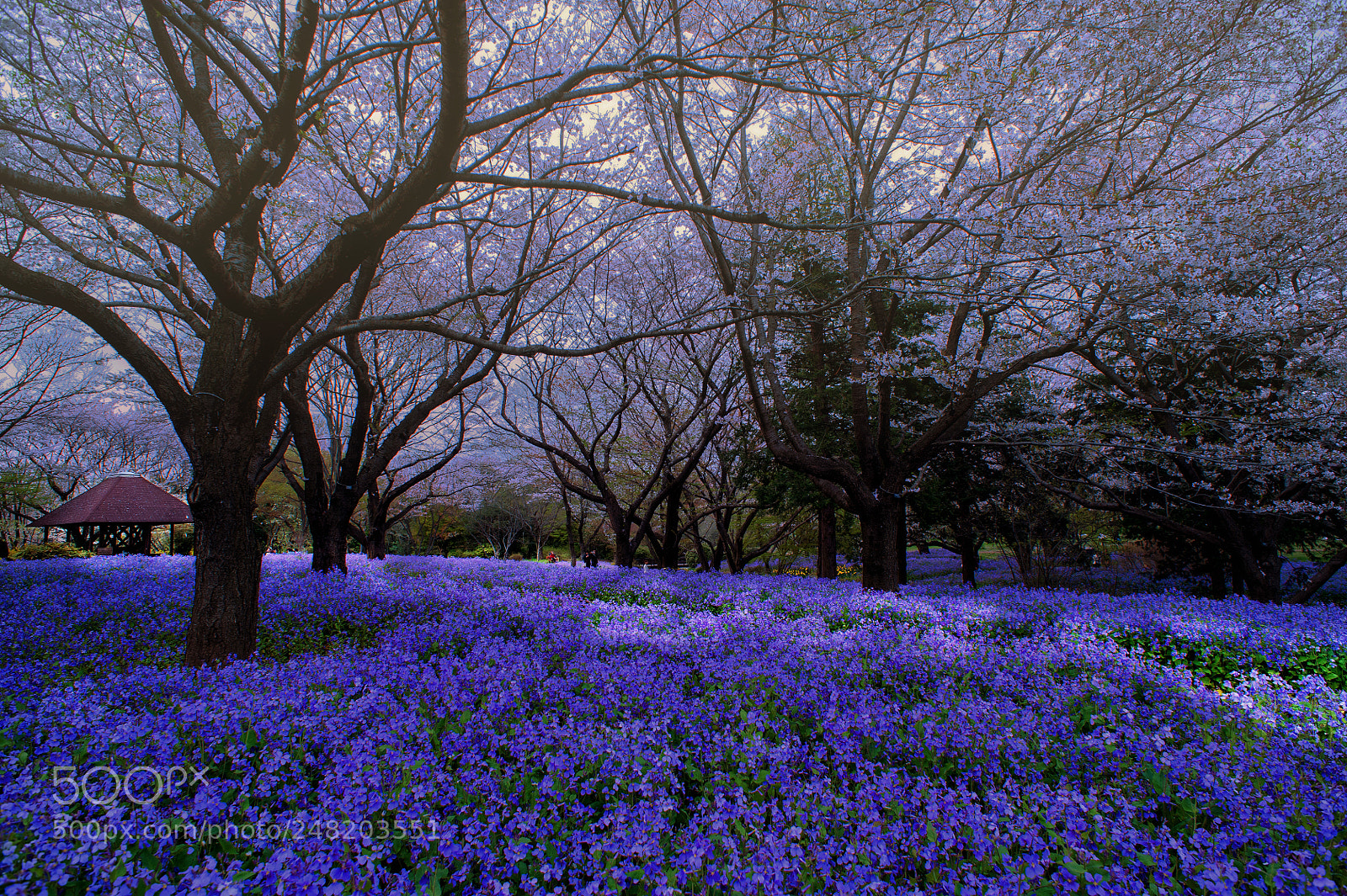 Nikon D700 sample photo. Because i miss spring photography