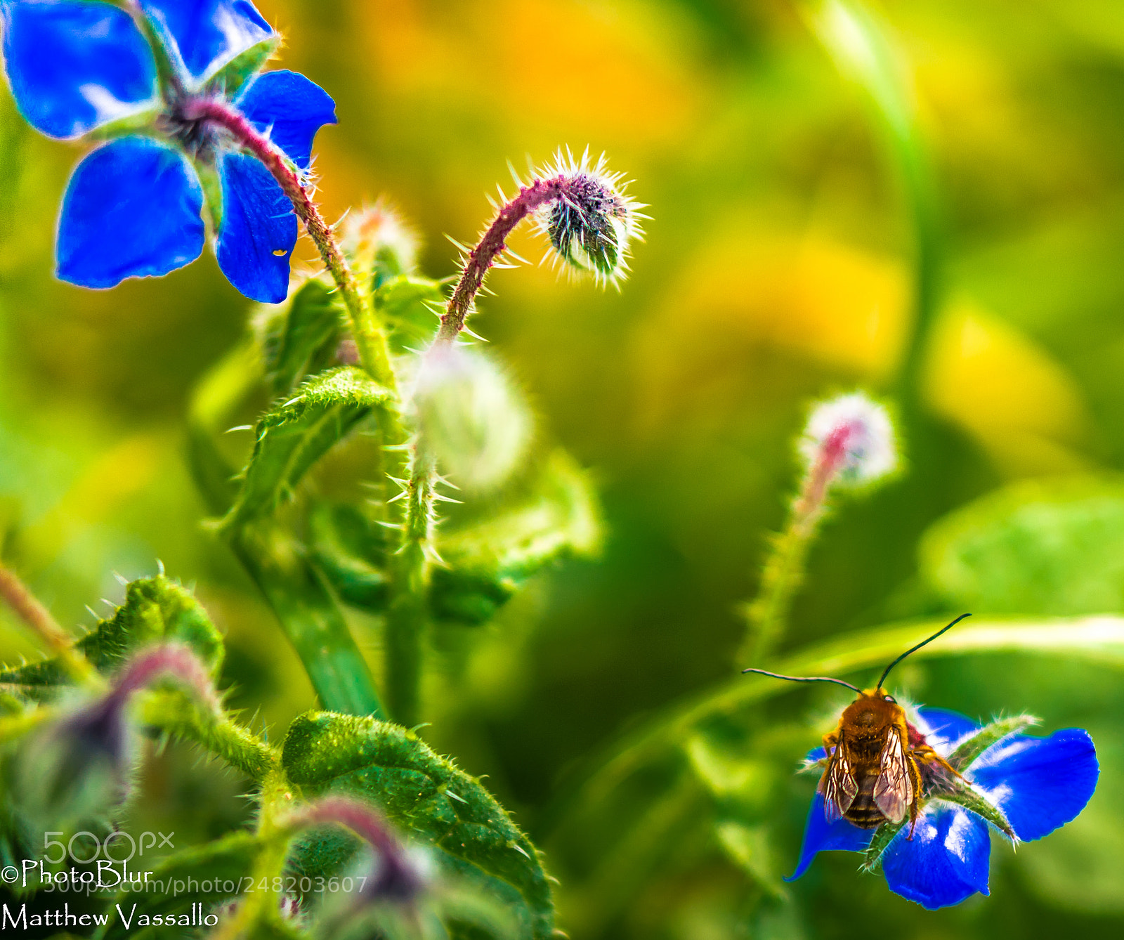 Sony a7R II sample photo. Bumblebee photography