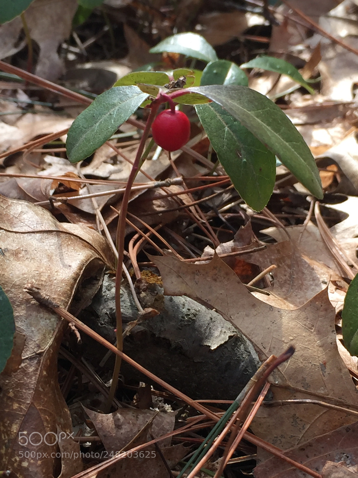 Apple iPhone 6 sample photo. Untitled photography