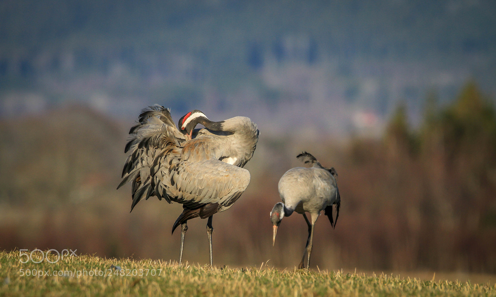 Canon EOS 7D sample photo. Crane, grus grus photography