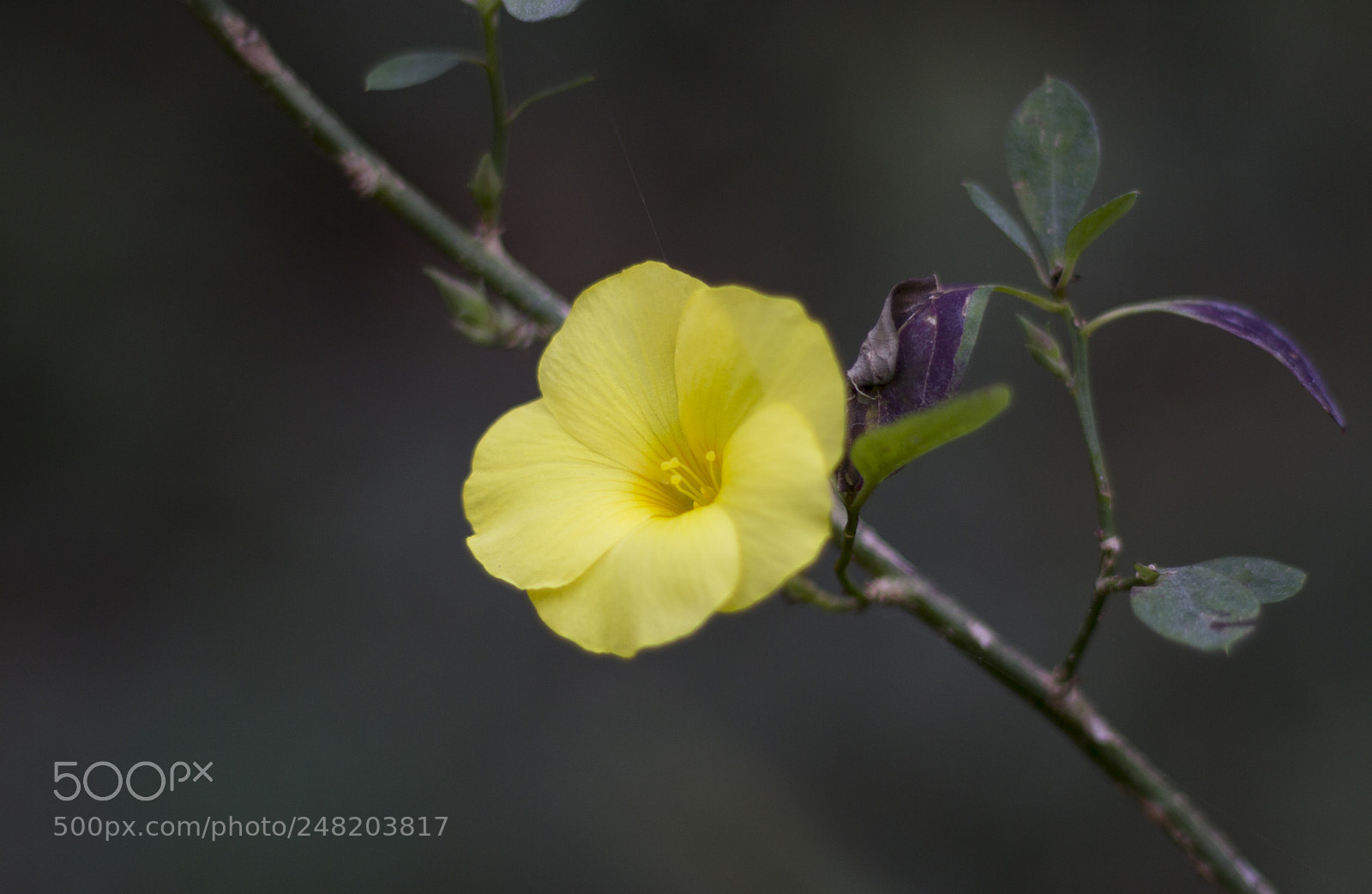 Canon EOS 600D (Rebel EOS T3i / EOS Kiss X5) sample photo. Yellow photography
