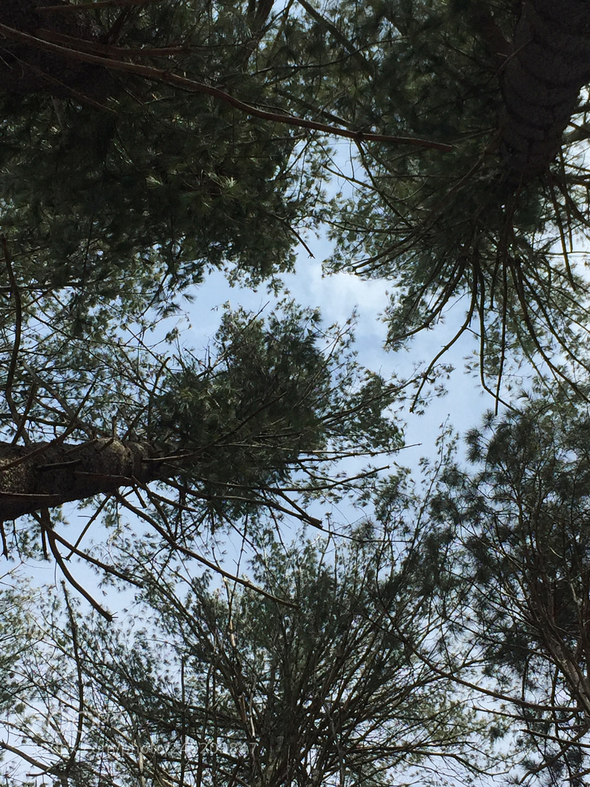 Apple iPhone 6 sample photo. Untitled photography