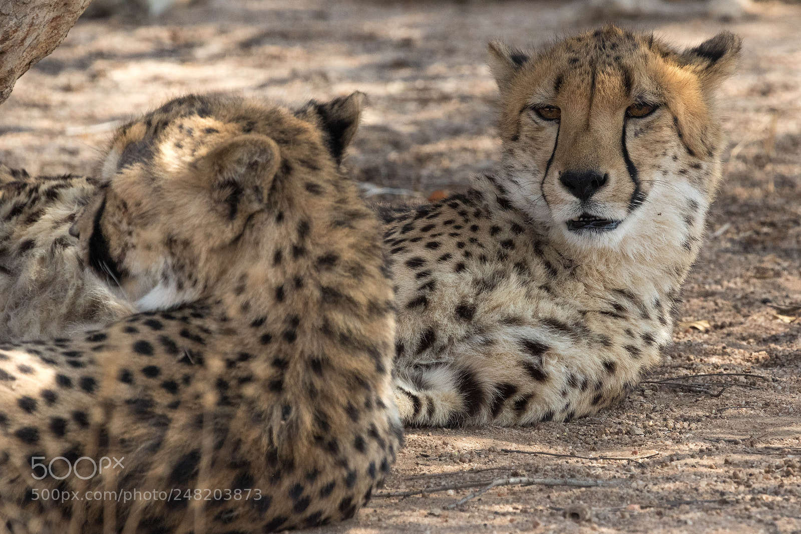 Canon EOS 7D Mark II sample photo. 2 cheetahs kruher national park photography