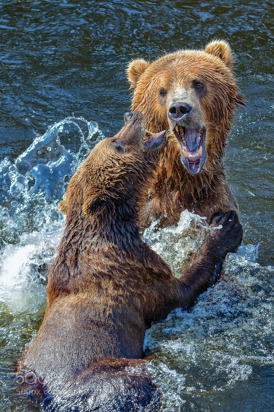 Canon EOS 7D Mark II sample photo. Bears kodiak photography