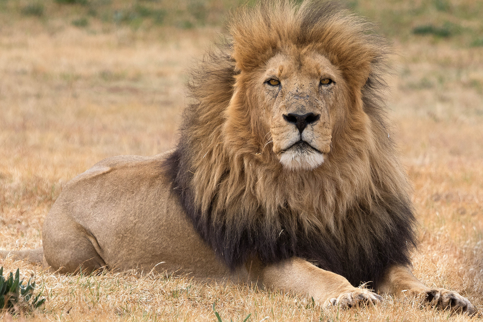 Canon EOS 7D Mark II sample photo. Beautiful lion kruger national photography