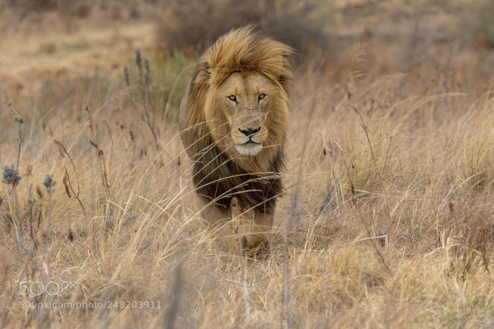 Canon EOS 7D Mark II sample photo. Lion kruger national park photography