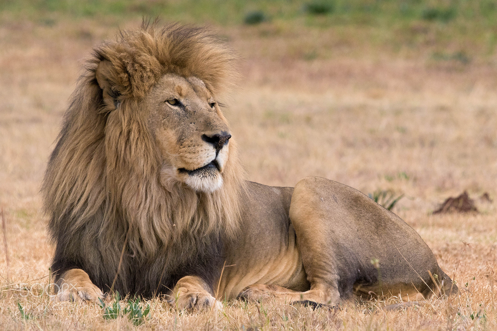 Canon EOS 7D Mark II sample photo. Beautiful lion kruger national photography