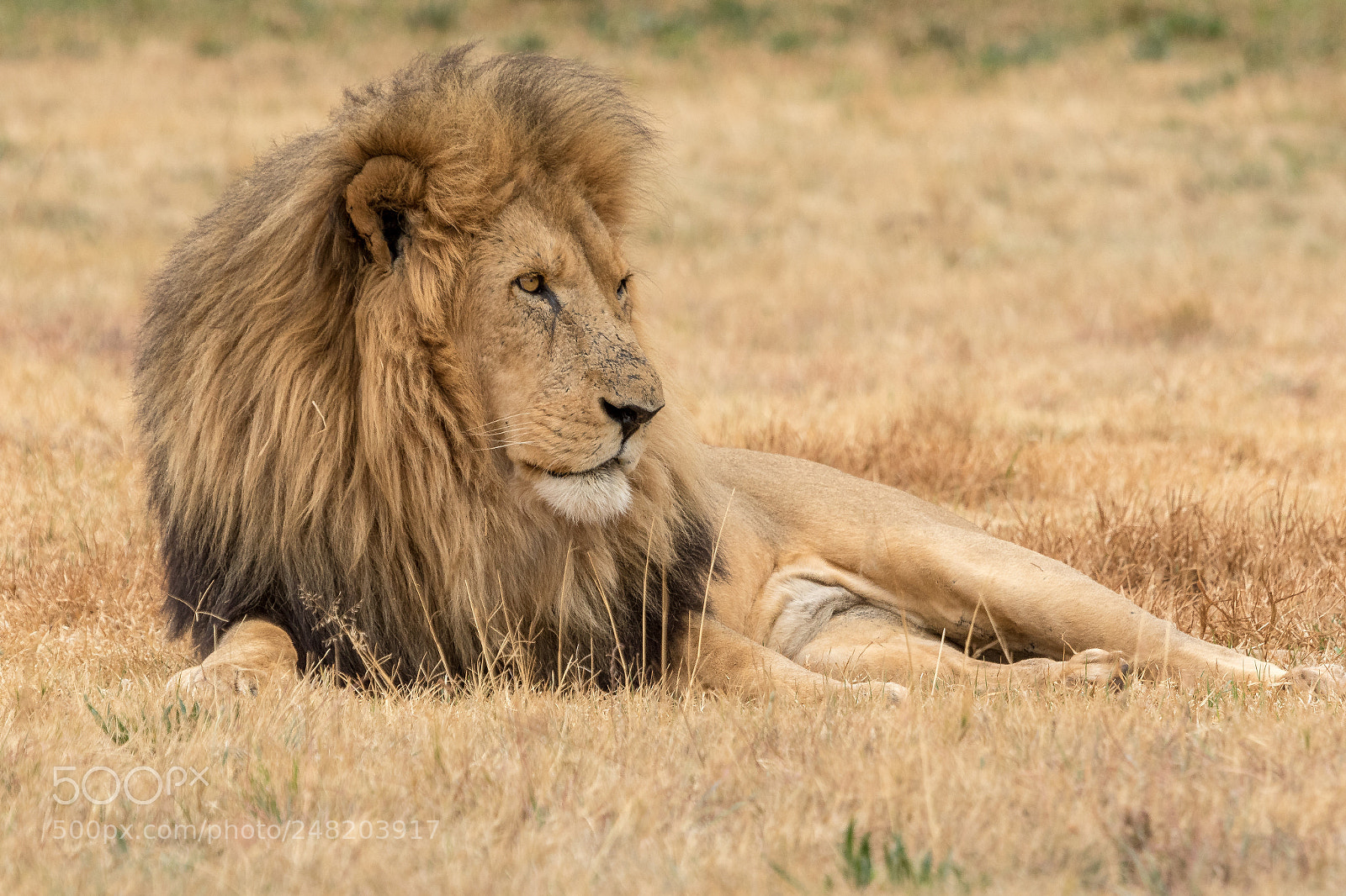 Canon EOS 7D Mark II sample photo. Lion kruger national park photography