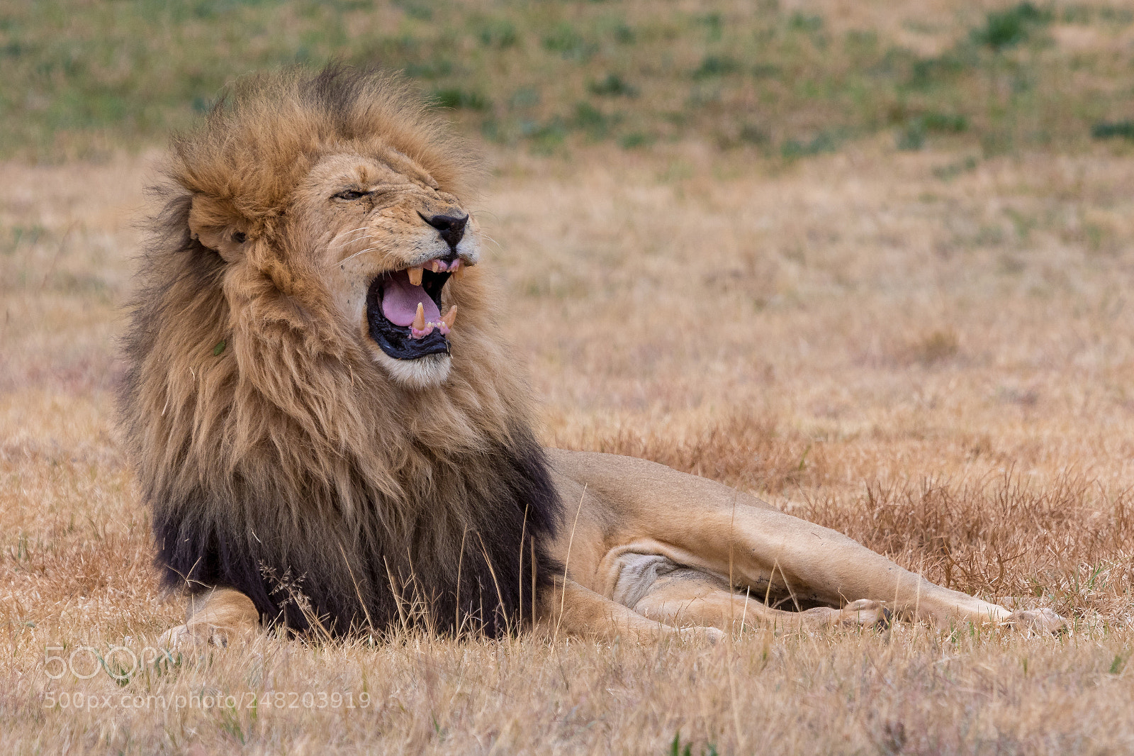 Canon EOS 7D Mark II sample photo. Lion kruger national park photography