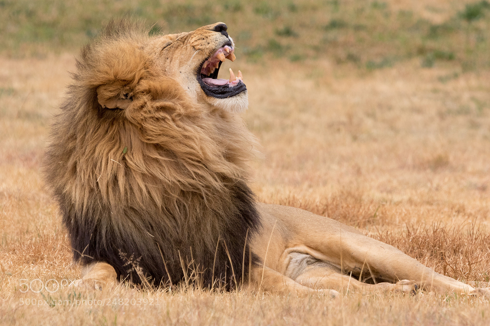 Canon EOS 7D Mark II sample photo. Lion kruger national park photography