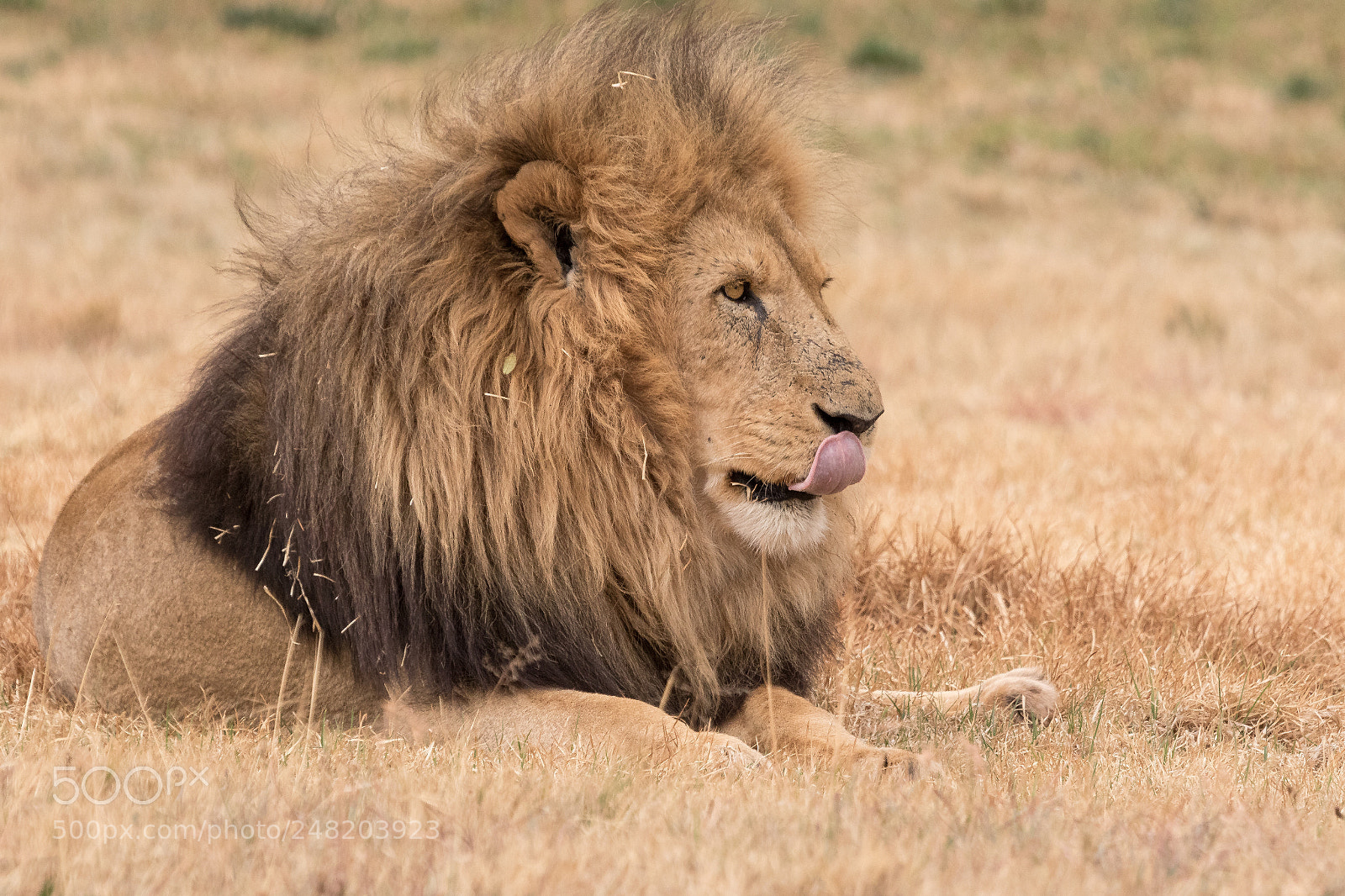 Canon EOS 7D Mark II sample photo. Lion kruger national park photography